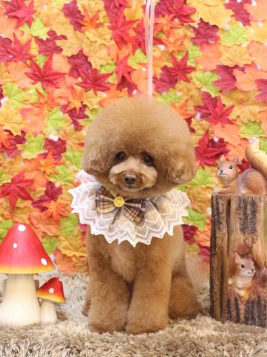 20241123こじろうくん